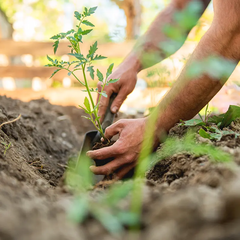 Mann setzt eine Pflanze im Garten ein